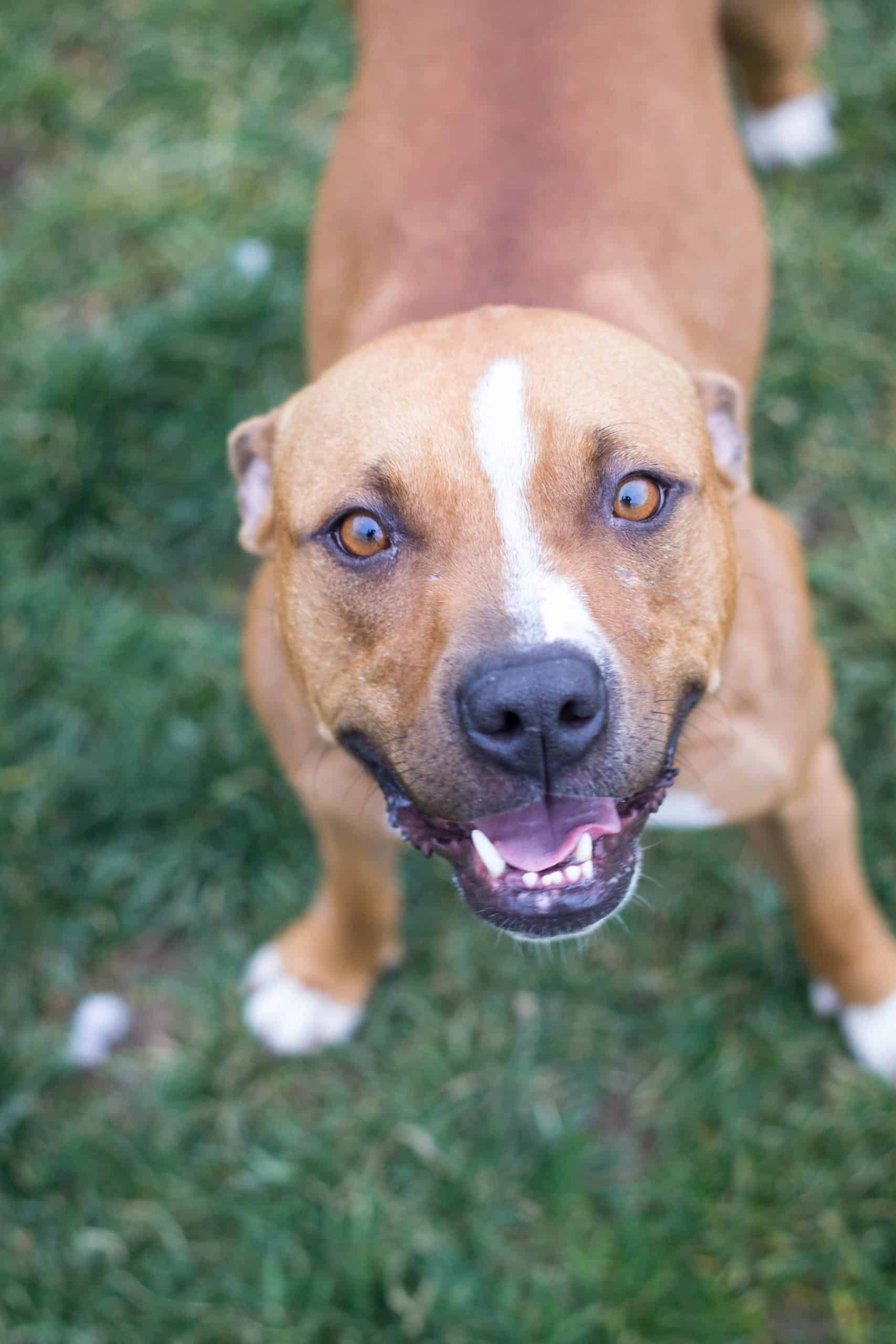 Canine Enrichment - West Valley Humane Society