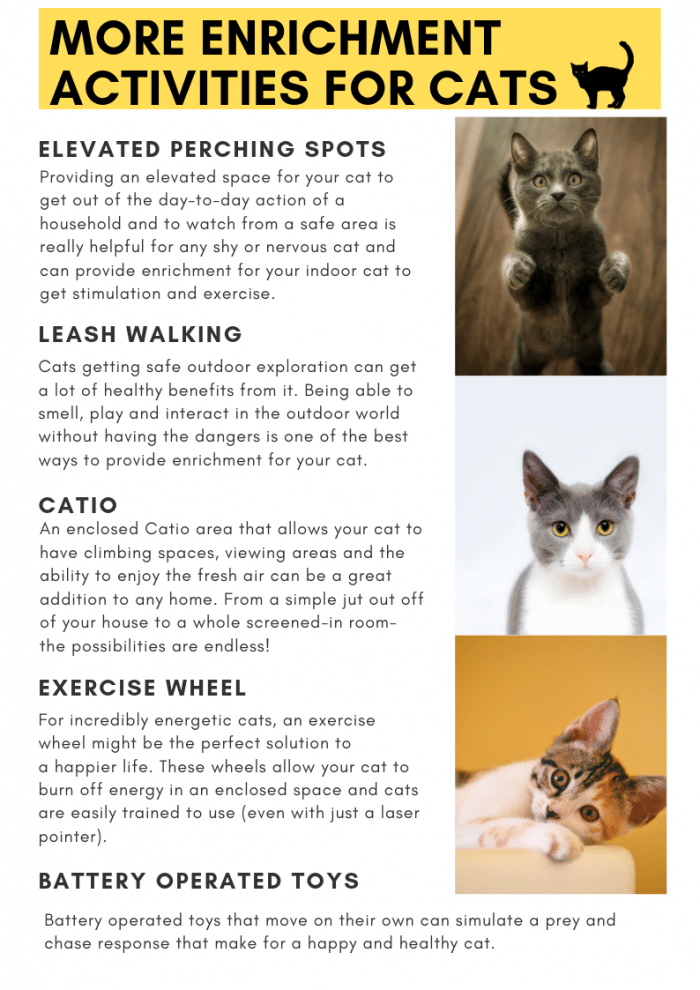 Cat Enrichment Activities - West Valley Humane Society