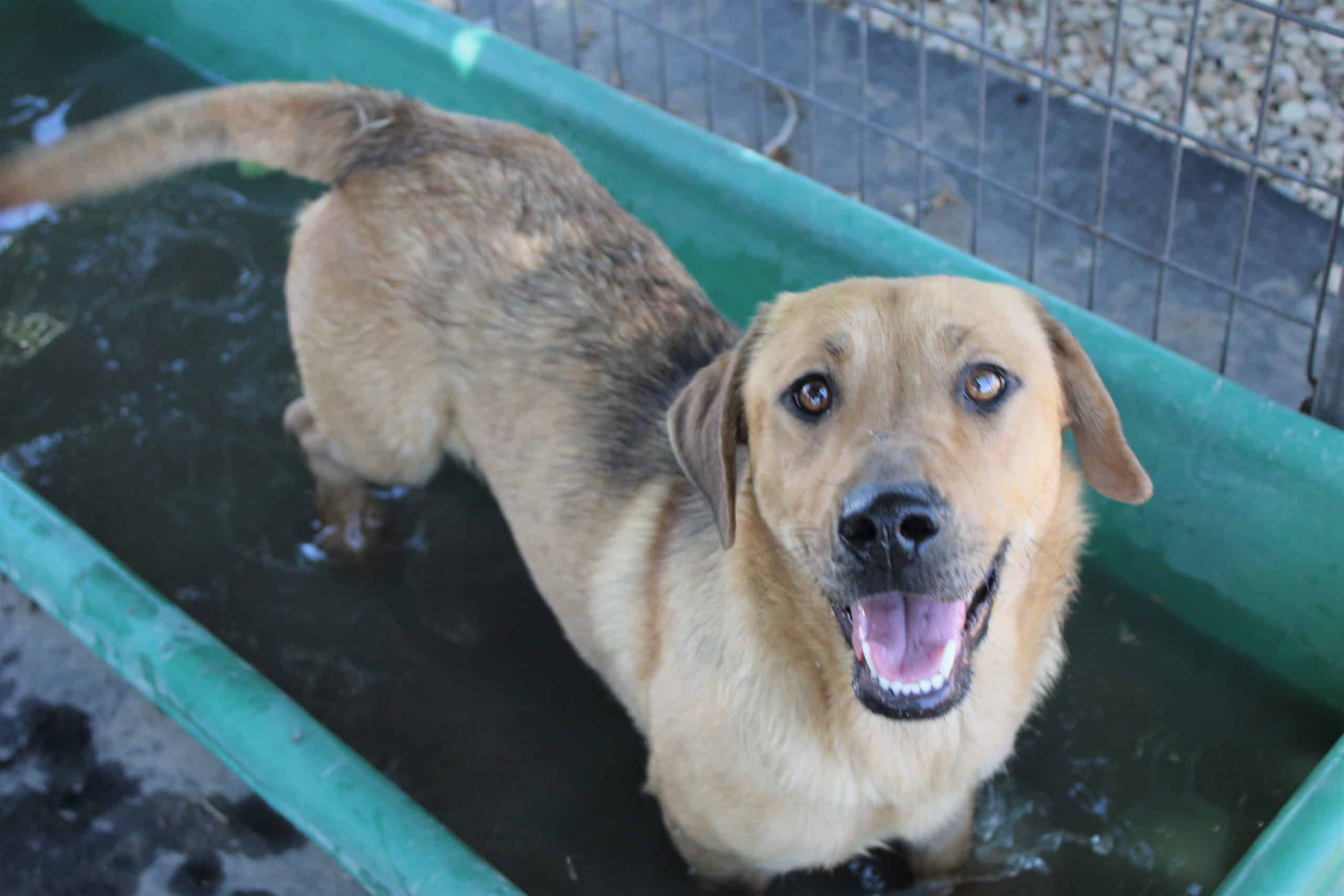 Life-Saving Enrichment Helps These Untouchable Shelter Dogs—and it's Good  for Your Dog, Too