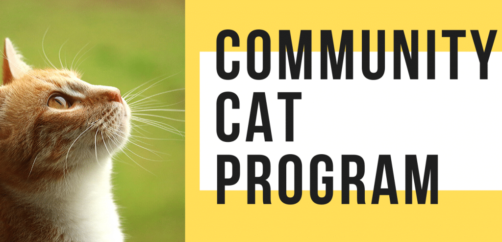 Cat Programs – West Valley Humane Society