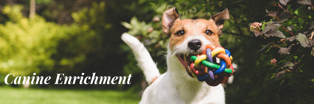 Dog Mental Stimulation, Mind, Brain Games, Physical Training & Mental  Exercise for Dogs: Canine Enrichment Activities Games, Positive  reinforcement