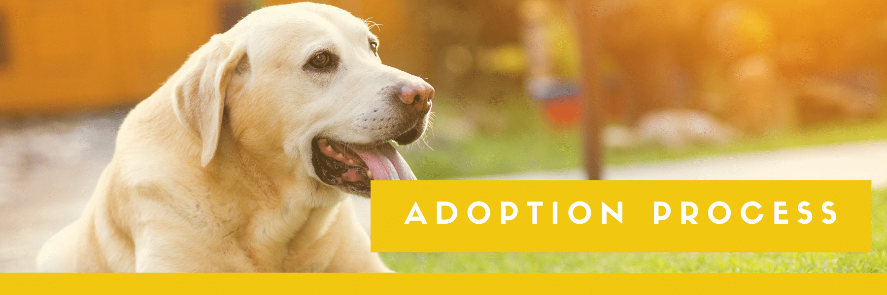 Adoption Policies – West Valley Humane Society