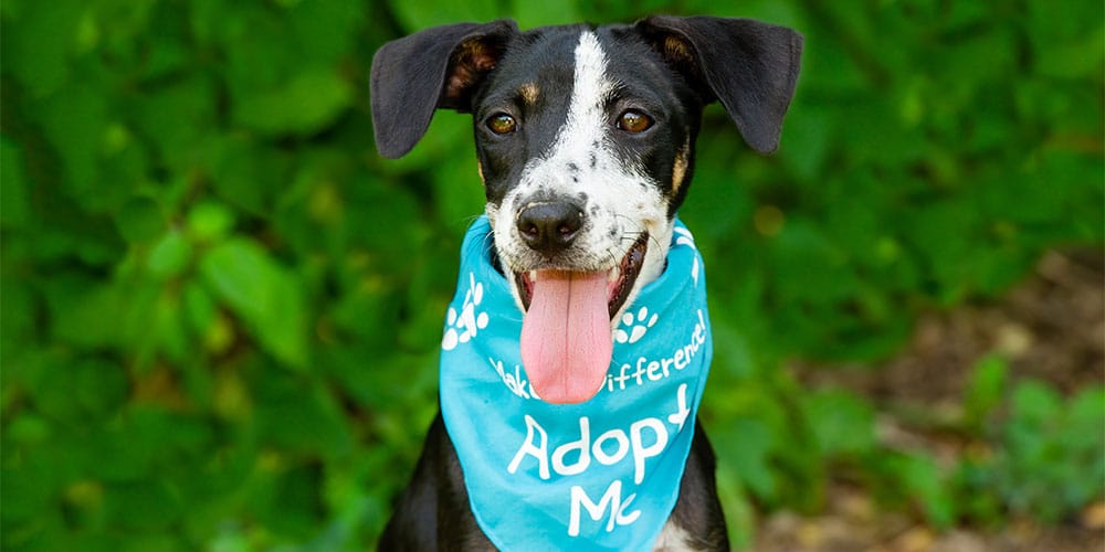 Shelter dog with Adopt Me scarf around its neck.